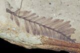 Metasequoia & Alder Fossil Plate - Cache Creek, BC #99289-4